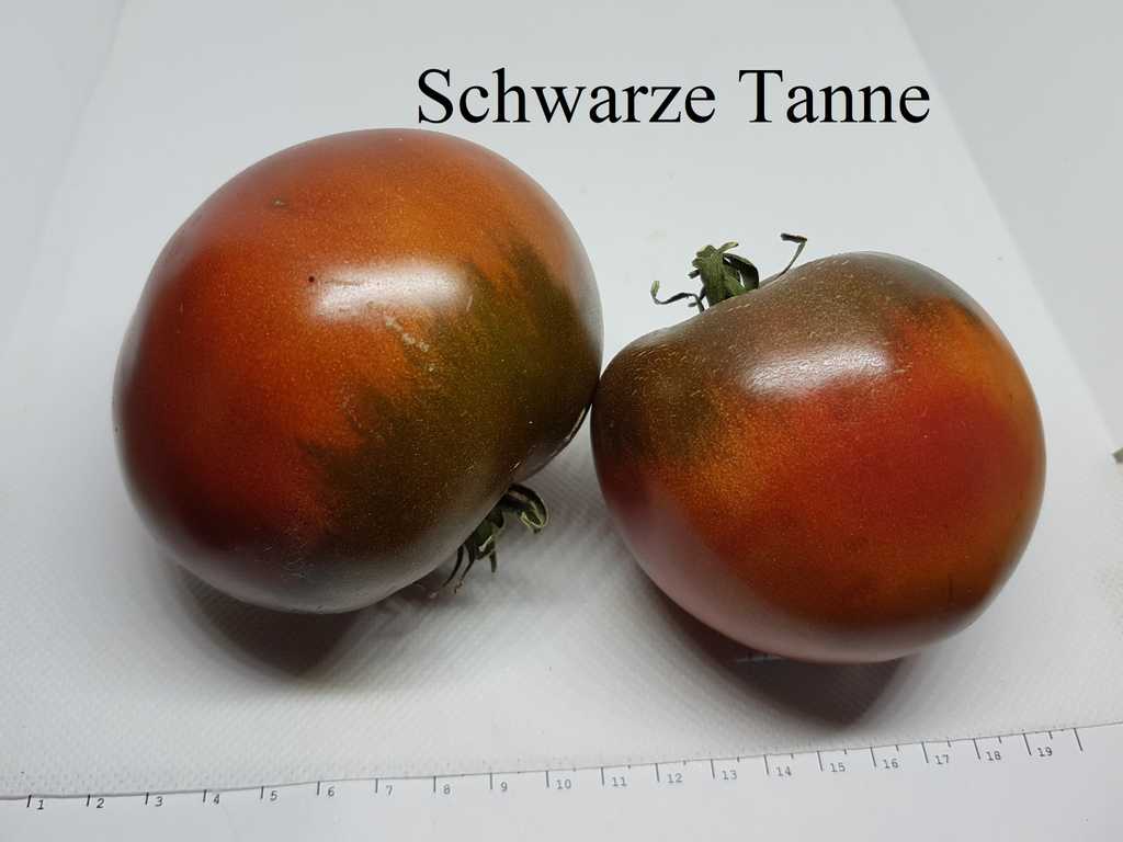 Schwarze Tanne